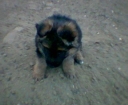 Zgaga 1