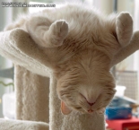 Hangover